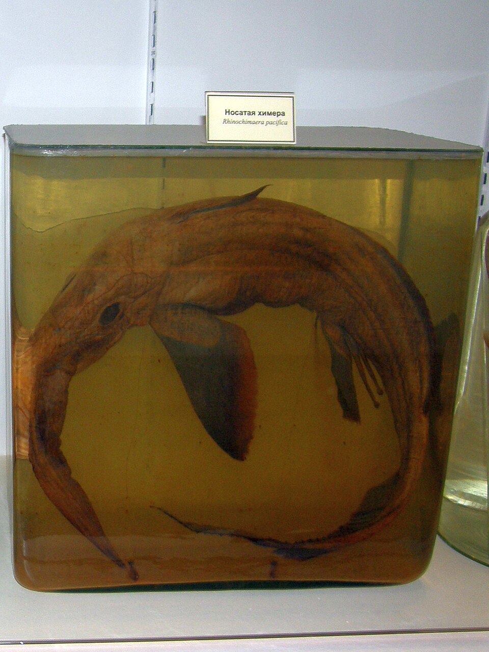 Rhinochimaera pacifica