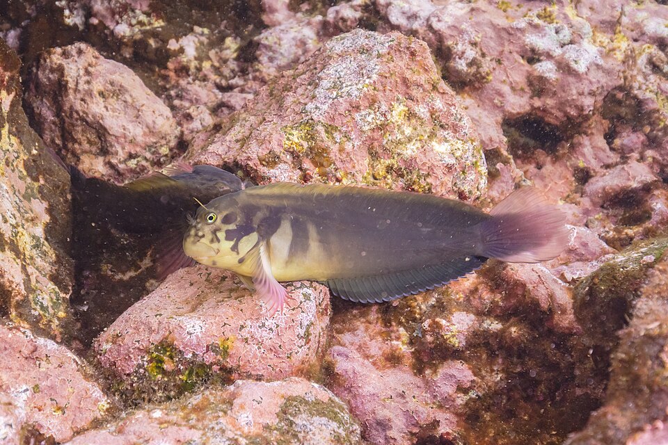 Blénido Lucio, Ophioblennius atlanticus