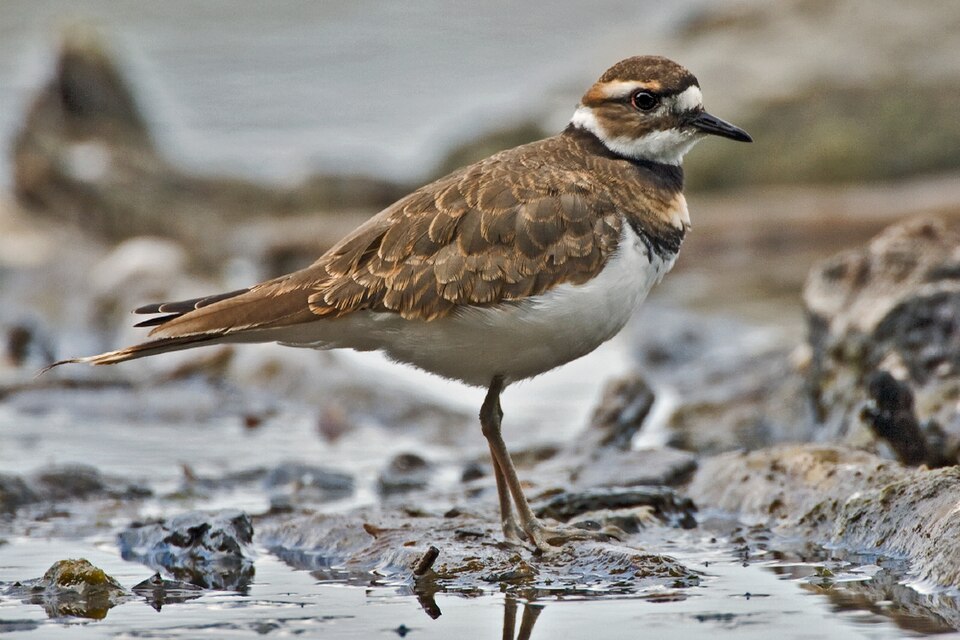 Chorlitejo culirrojo, Charadrius vociferus