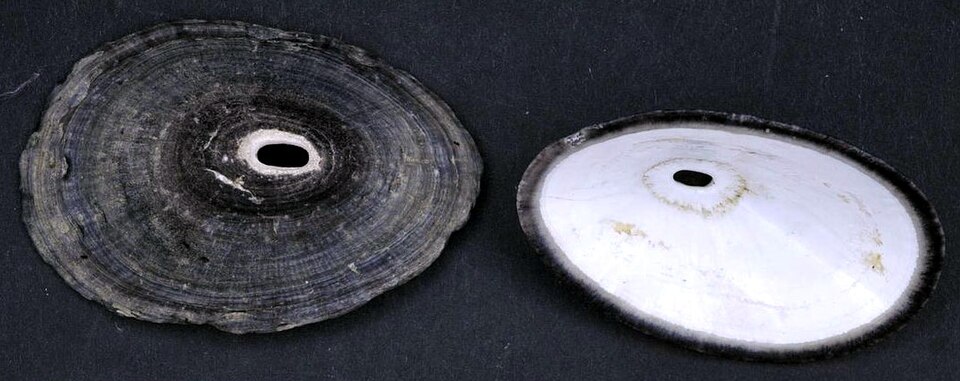 Fissurella nigra