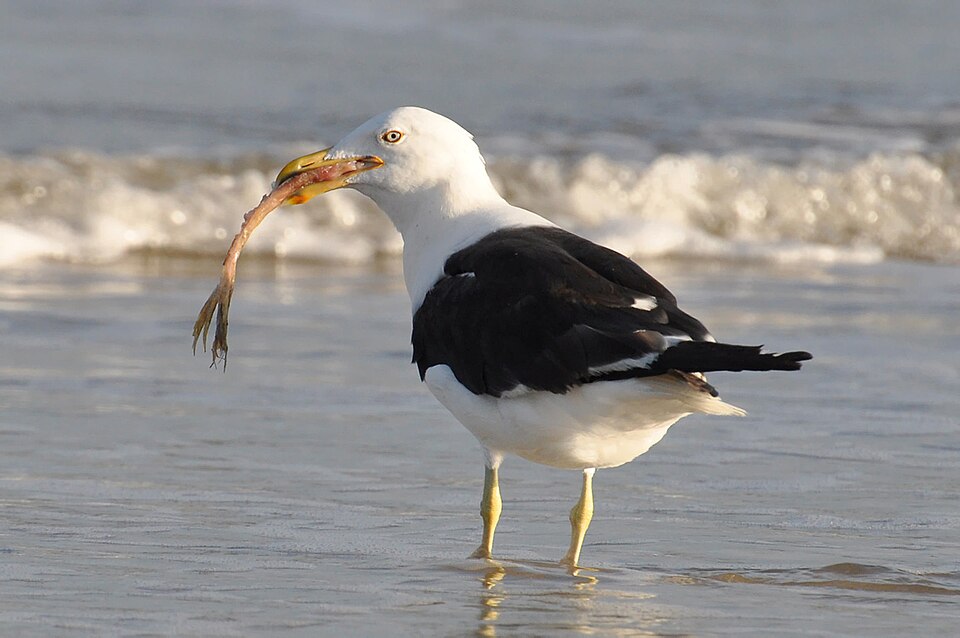Gaviota dominicana, Larus dominicanus