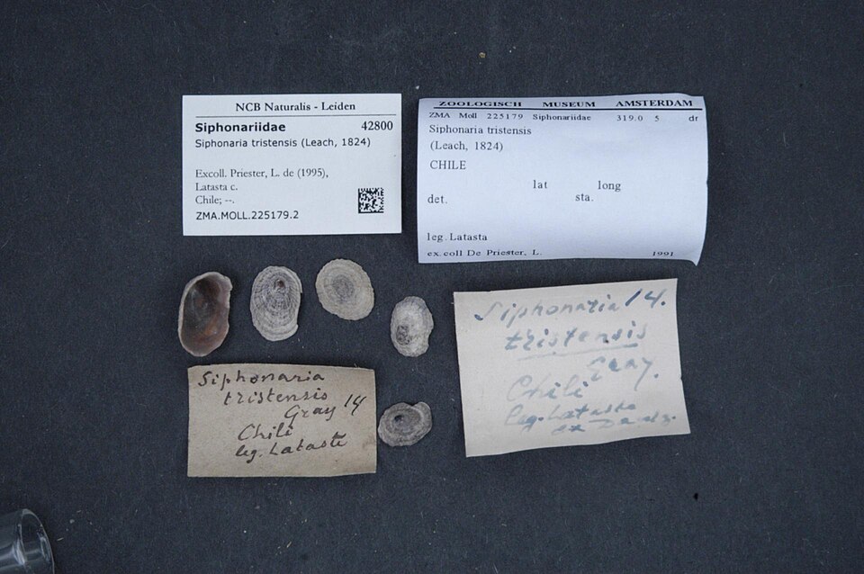 Siphonaria tristensis