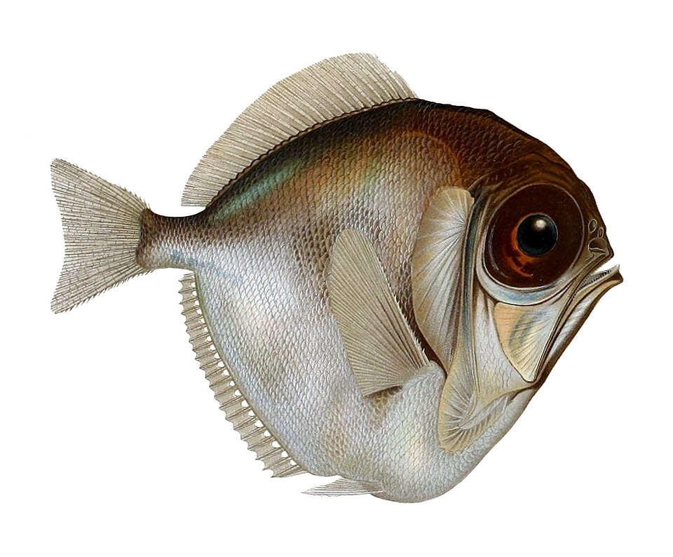 Malcarado Plateado, Diretmus argenteus