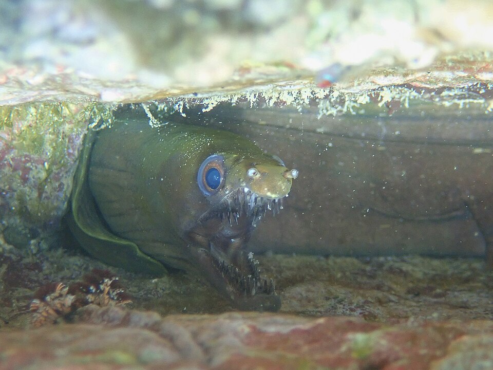 Morena octaviana, Enchelycore octaviana
