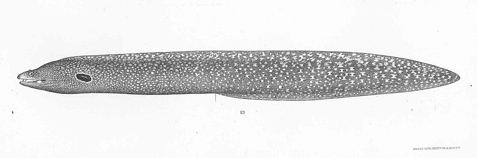 Morena clepsidra, Muraena clepsydra