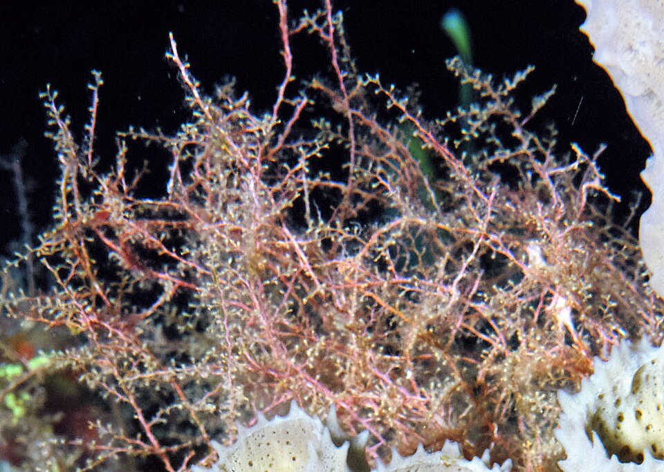 Thyroscyphus marginatus