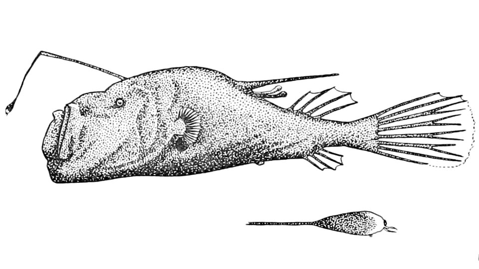 Ceratias tentaculatus