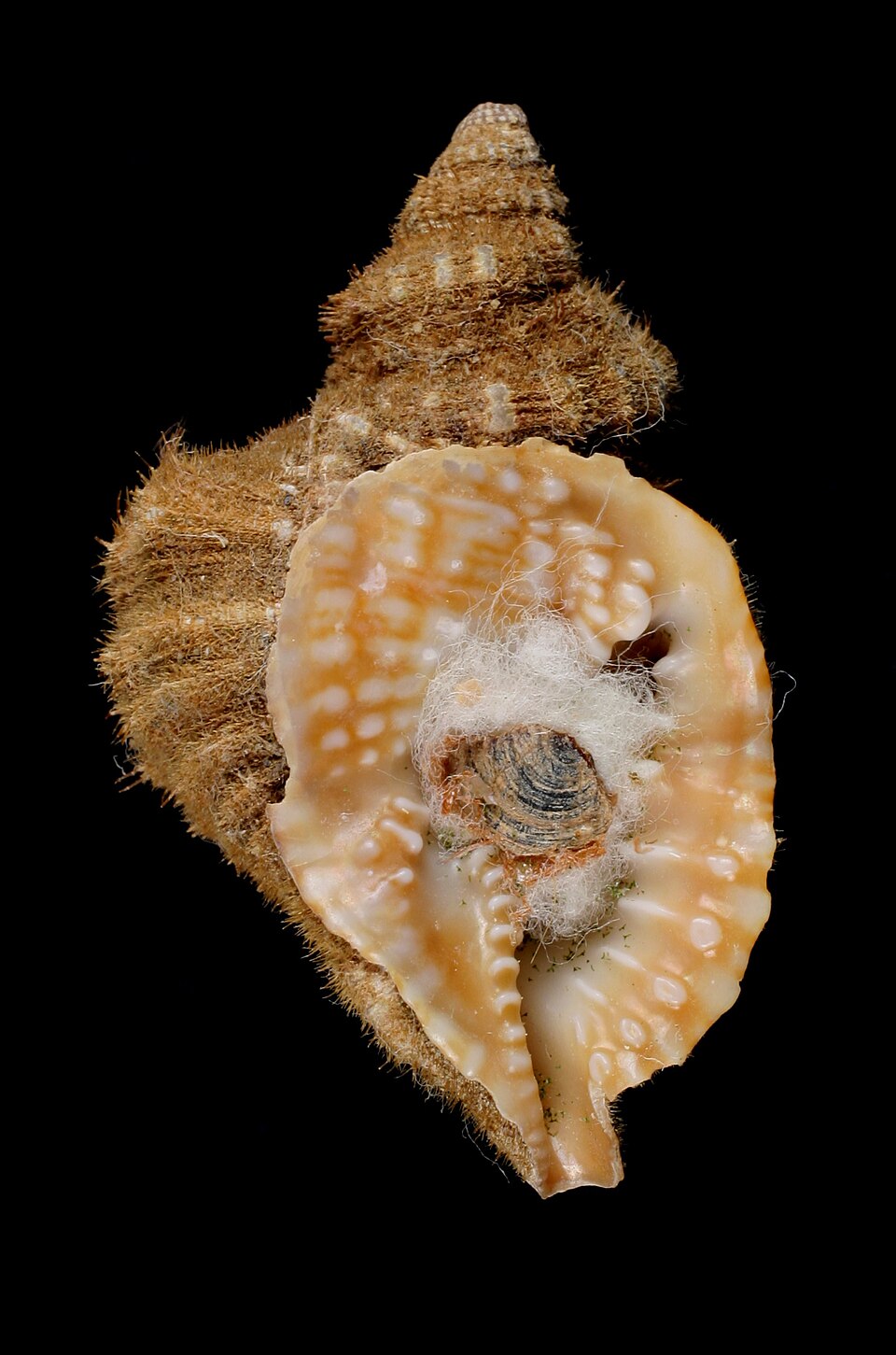 Distorsio constricta