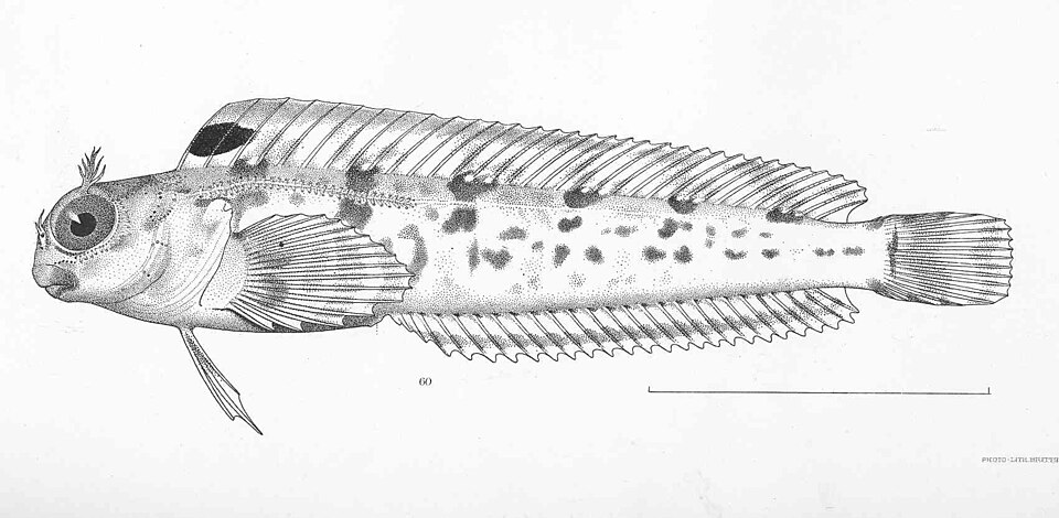 Parahypsos piersoni