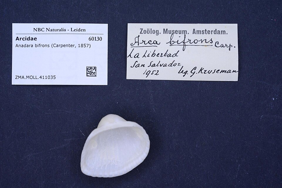 Anadara bifrons