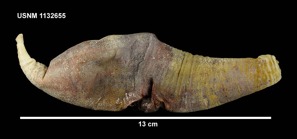 Molpadia musculus