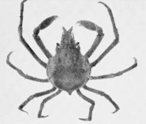 Notolopas lamellatus