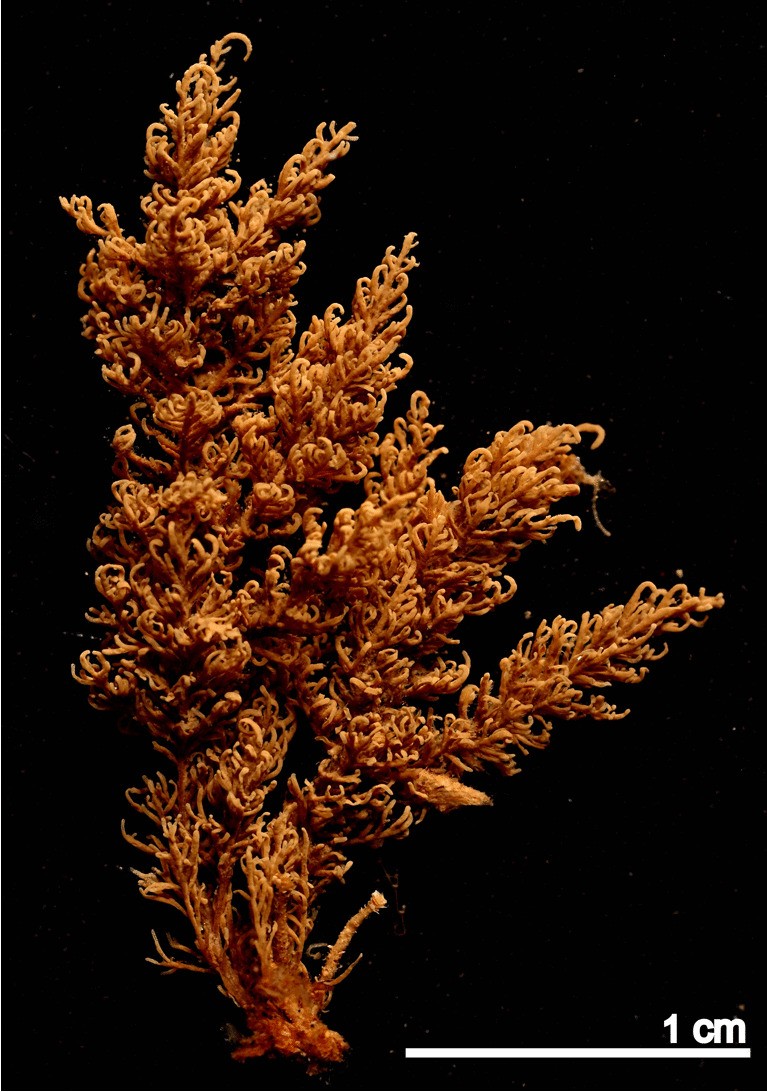 Anguinella palmata