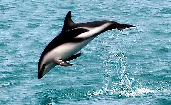 Delfín oscuro, Lagenorhynchus obscurus