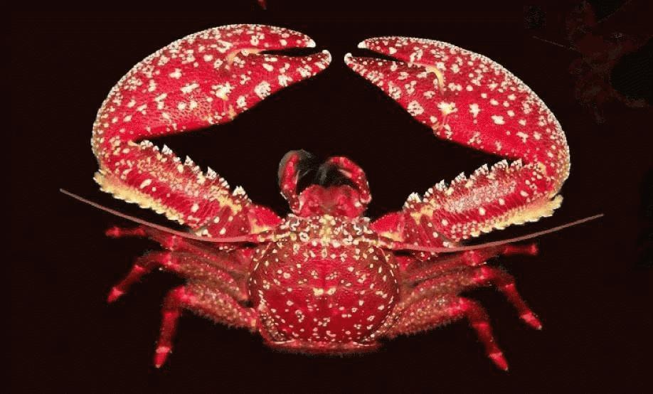 Petrolisthes desmarestii