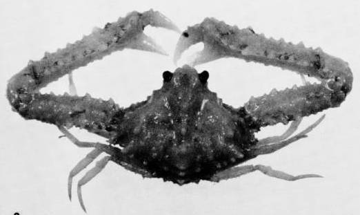 Spinolambrus exilipes