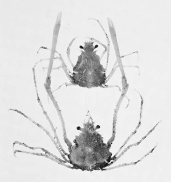 Euprognatha granulata