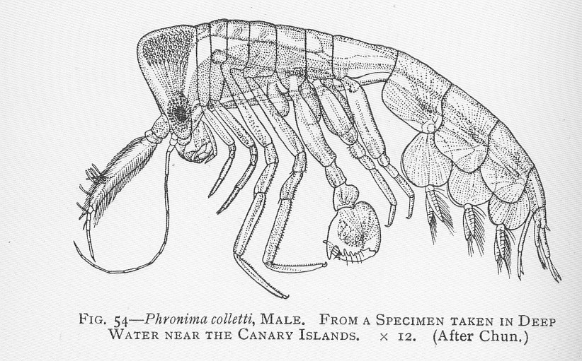 Phronima colletti