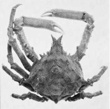 Stratiolibinia rostrata