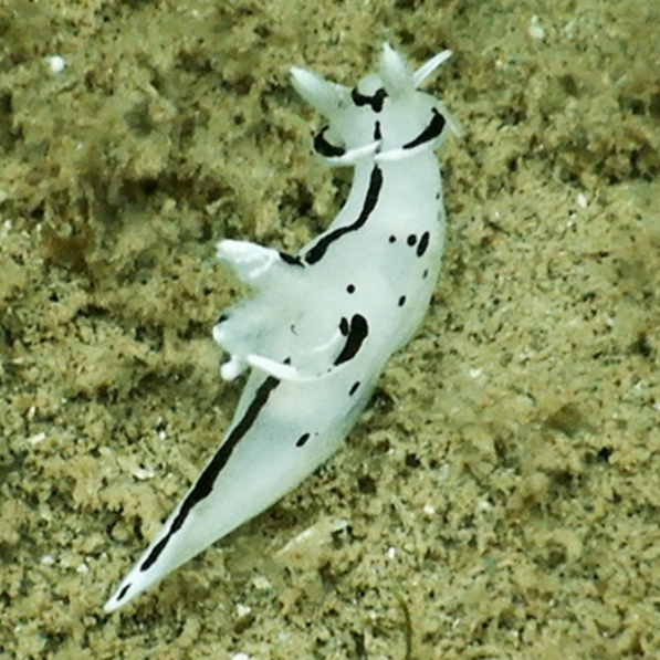 Trapania huarmeyana