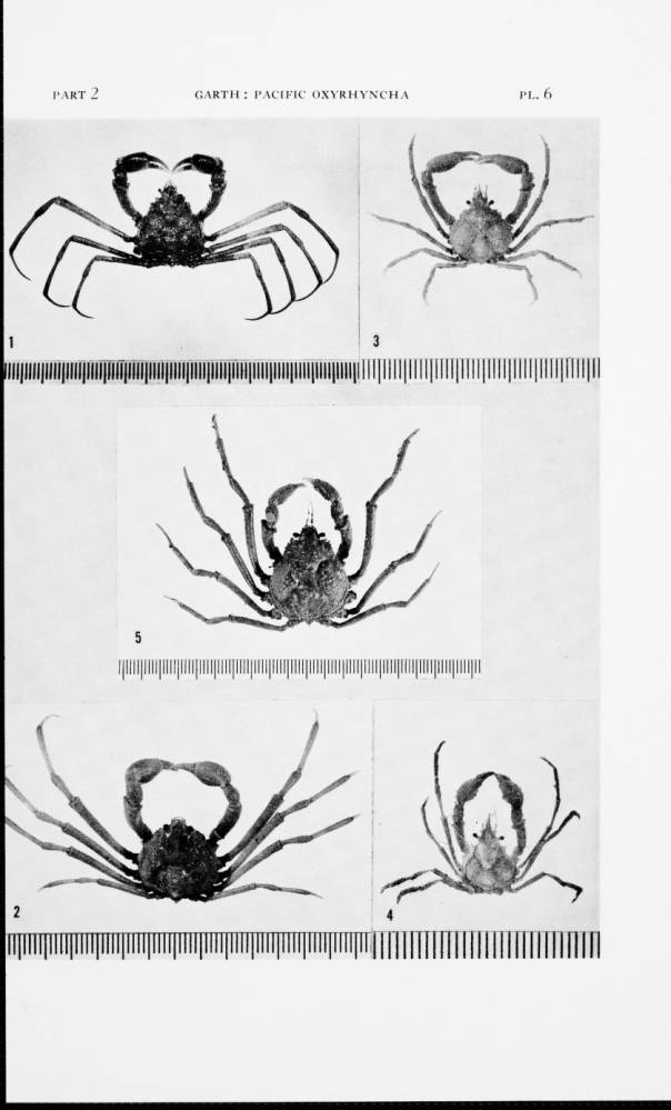 Inachoides lambriformis