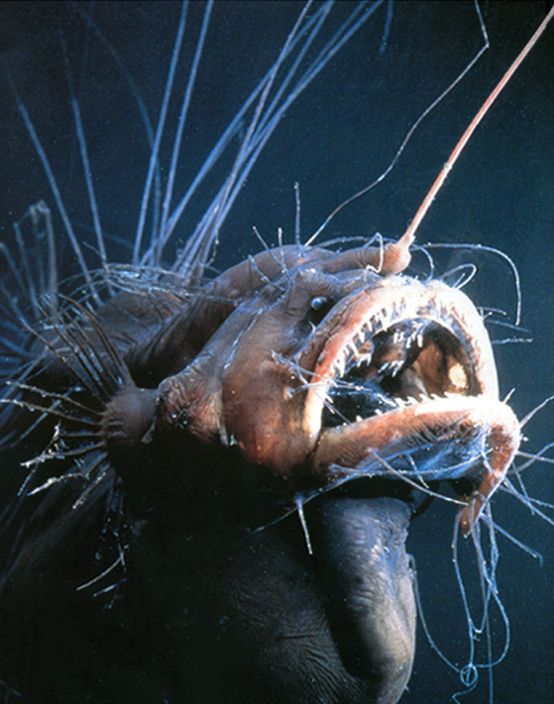 Caulophryne pelagica