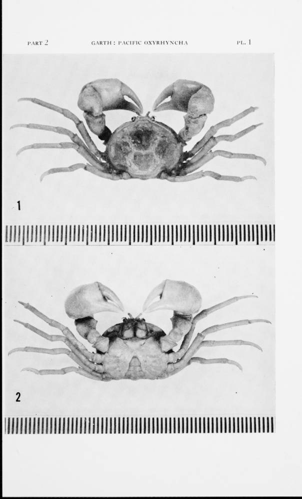 Halicarcinus planatus