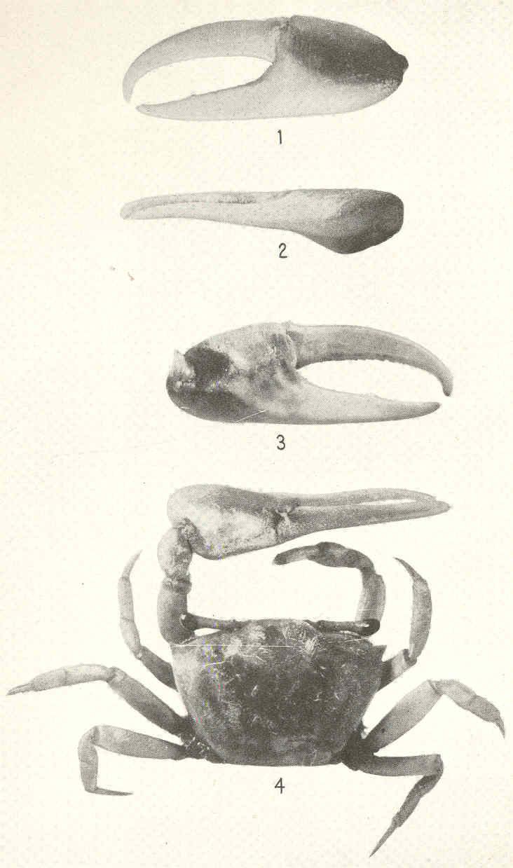 Uca panamensis, Petruca panamensis