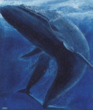 Ballena azul, Balaenoptera musculus