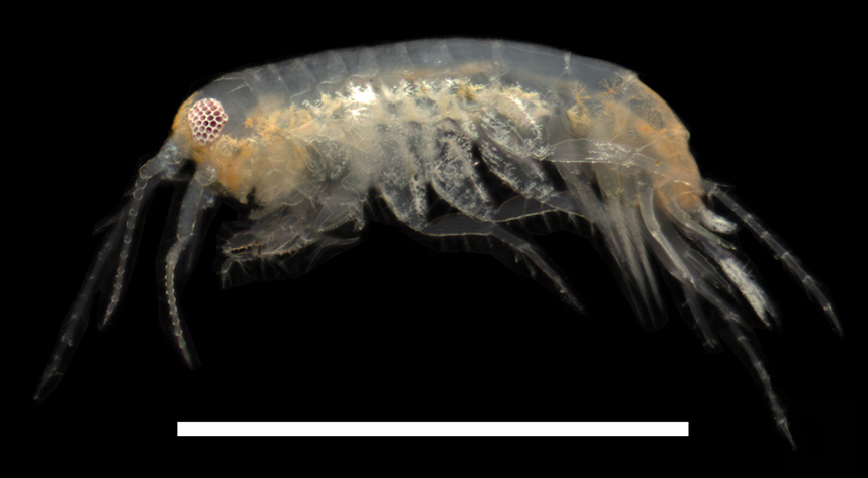 Gibberosus myersi