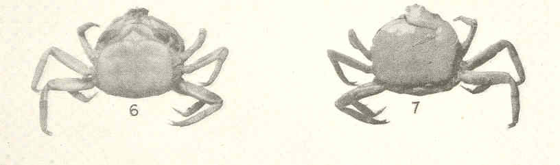 Dissodactylus nitidus