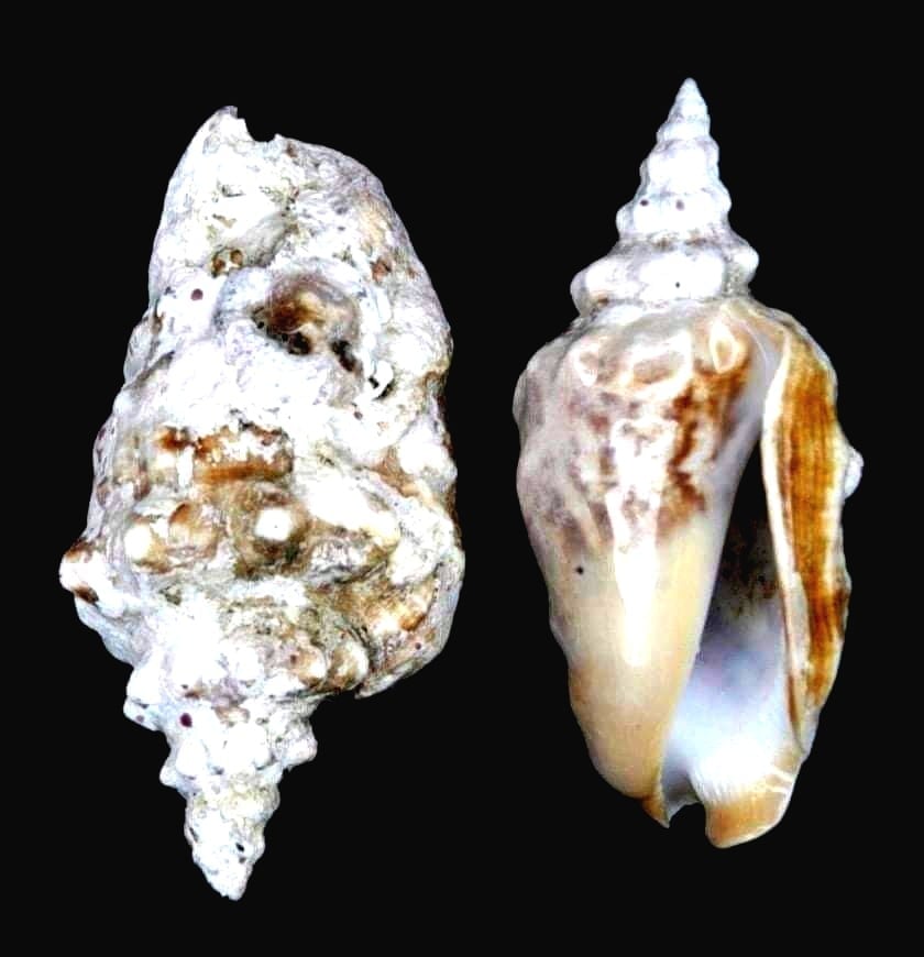 Persististrombus granulatus