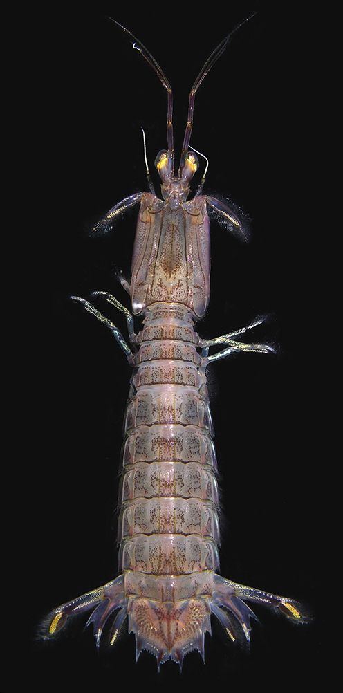 Michalisquilla parva