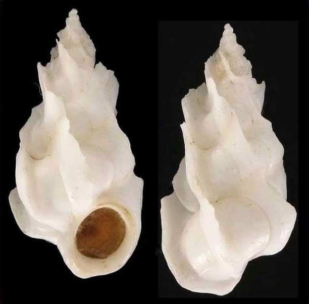 Gyroscala statuminata