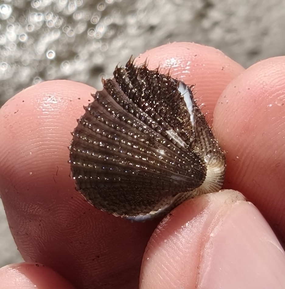 Anadara aequatorialis