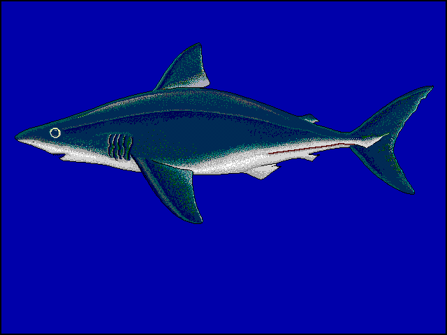 Marrajo sardinero, Lamna nasus