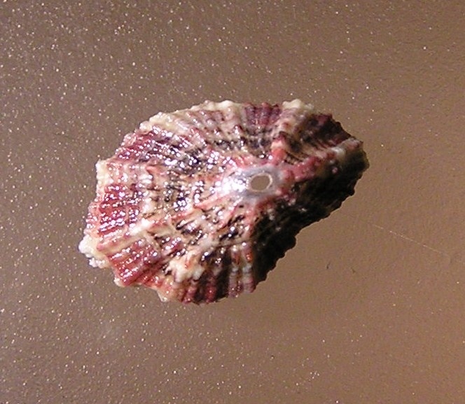 Fissurella virescens