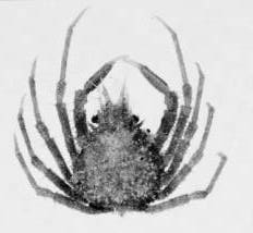 Pugettia vesicularis