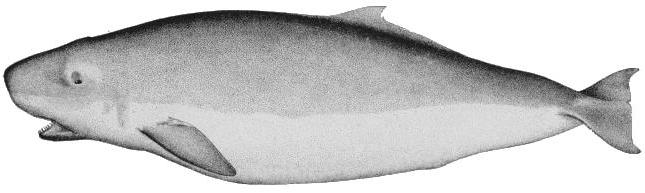 Cachalote pigmeo, Kogia breviceps