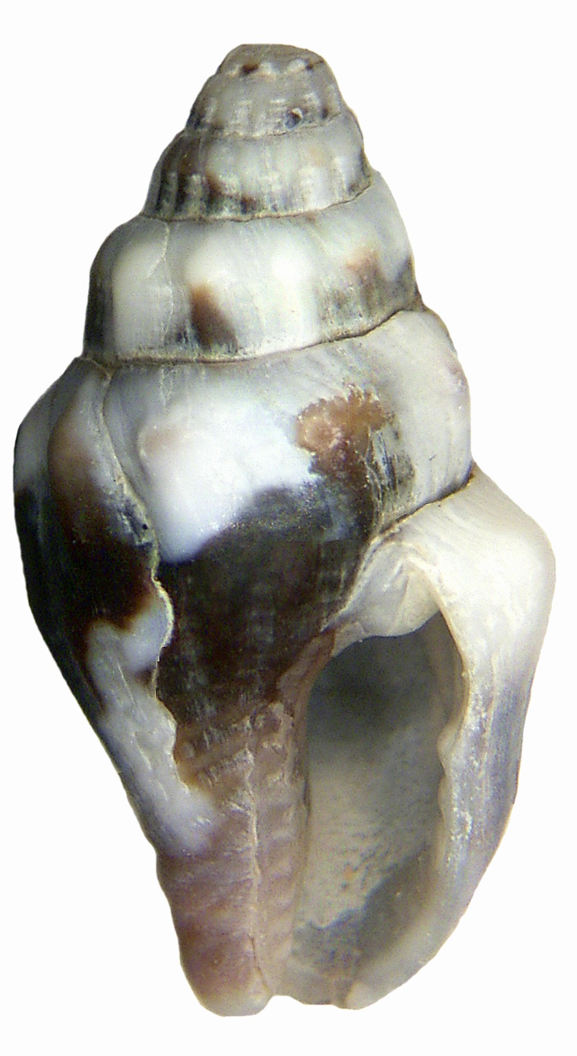 Anachis rugosa