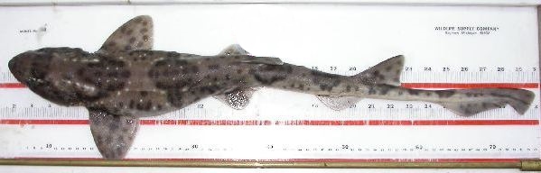 Schroederichthys bivius