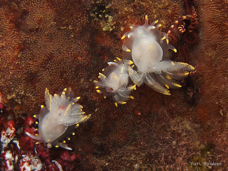 Okenia luna
