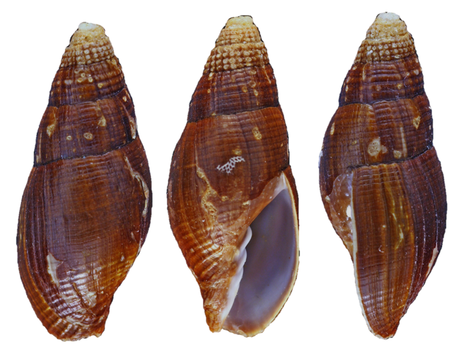 Atrimitra semigranosa