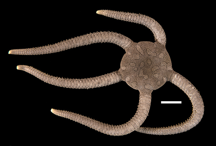 Ophioderma teres