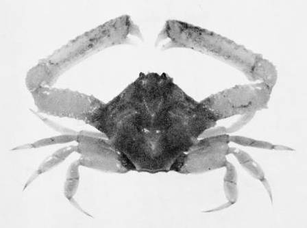 Mesorhoea bellii