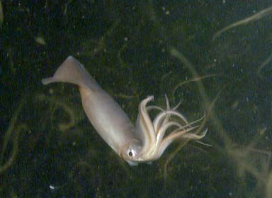 Pota, Dosidicus gigas