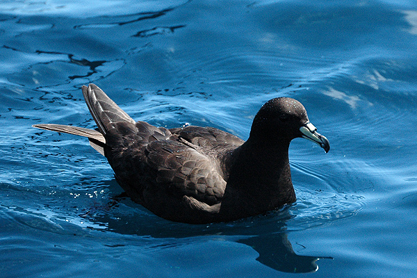 Petrel de Parkinson, Procellaria parkinsoni
