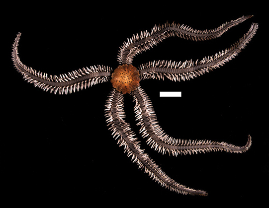 Ophiocoma aethiops