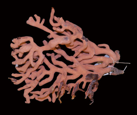 Eugorgia nobilis