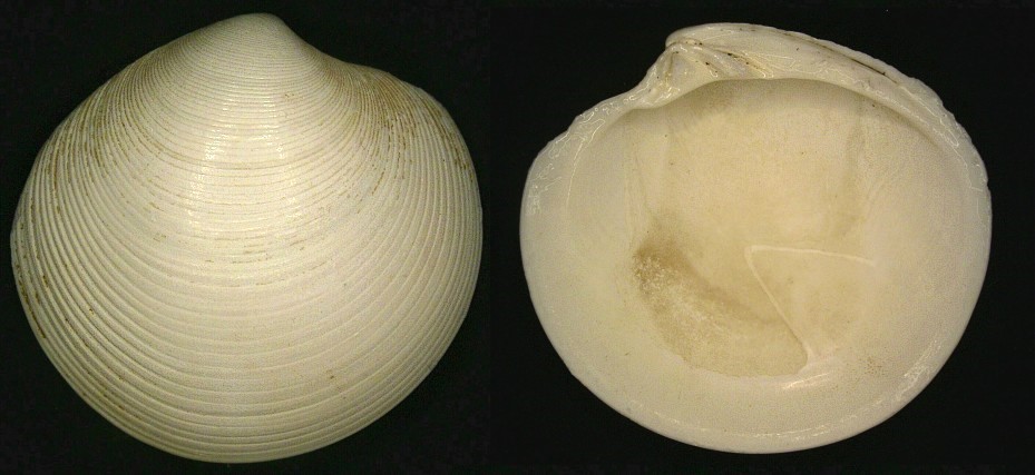Dosinia ponderosa
